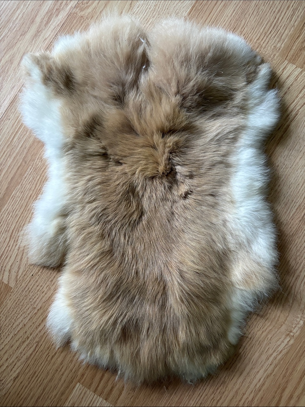 B0215 rabbit pelt
